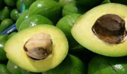 Tempat Paling Efektif Untuk Menjual Buah Alpukat, Dijamin Laris