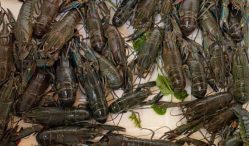 Berapa Harga Jual Lobster Air Tawar Dipasaran?