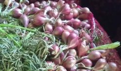 Ini Update Harga Benih Dan Bibit Bawang Merah 2021 Terbaru