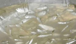 Daftar Harga Bibit Ikan Bandeng Tahun 2021