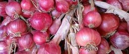 Dimana Bisa Membeli Dan Menjual Bibit Atau Benih Bawang Merah?