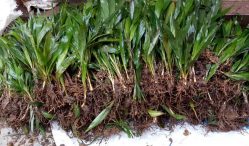 Mencari Bibit Kelapa Sawit? Disini Belinya