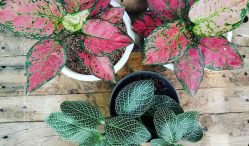 Tempat Jual Bibit Bunga Keladi, Dijamin Lengkap Dan Berkualitas