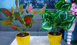 Daftar Harga Keladi Hias Terupdate 2021, Beserta Tempat Jualnya