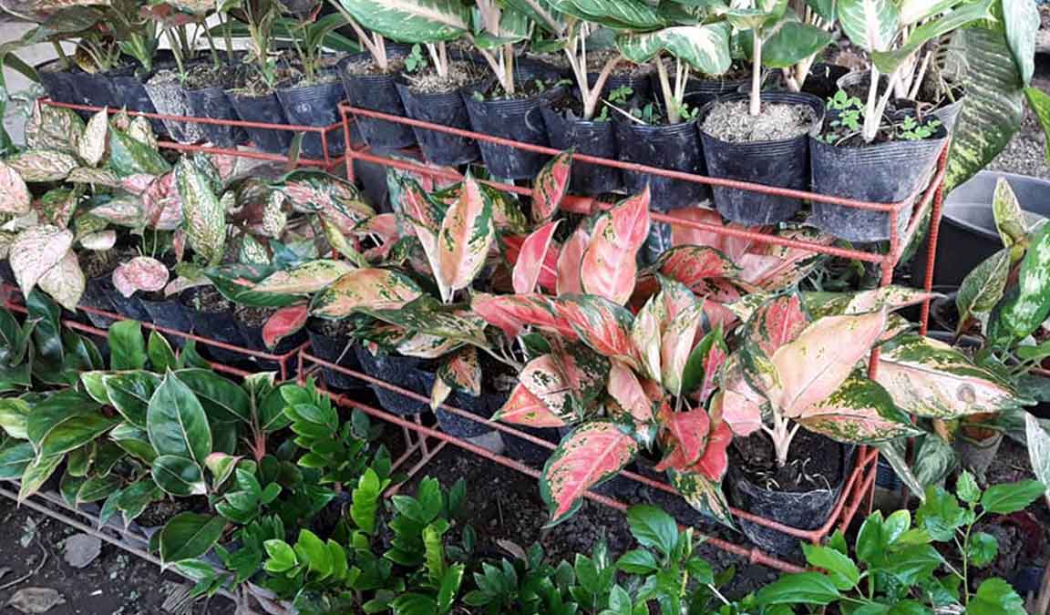 Tempat Jual Bunga Aglaonema Murah Dijamin Lengkap Dan Berkualitas Aplikasi Pertanian Media Agribisnis Gdm Agri