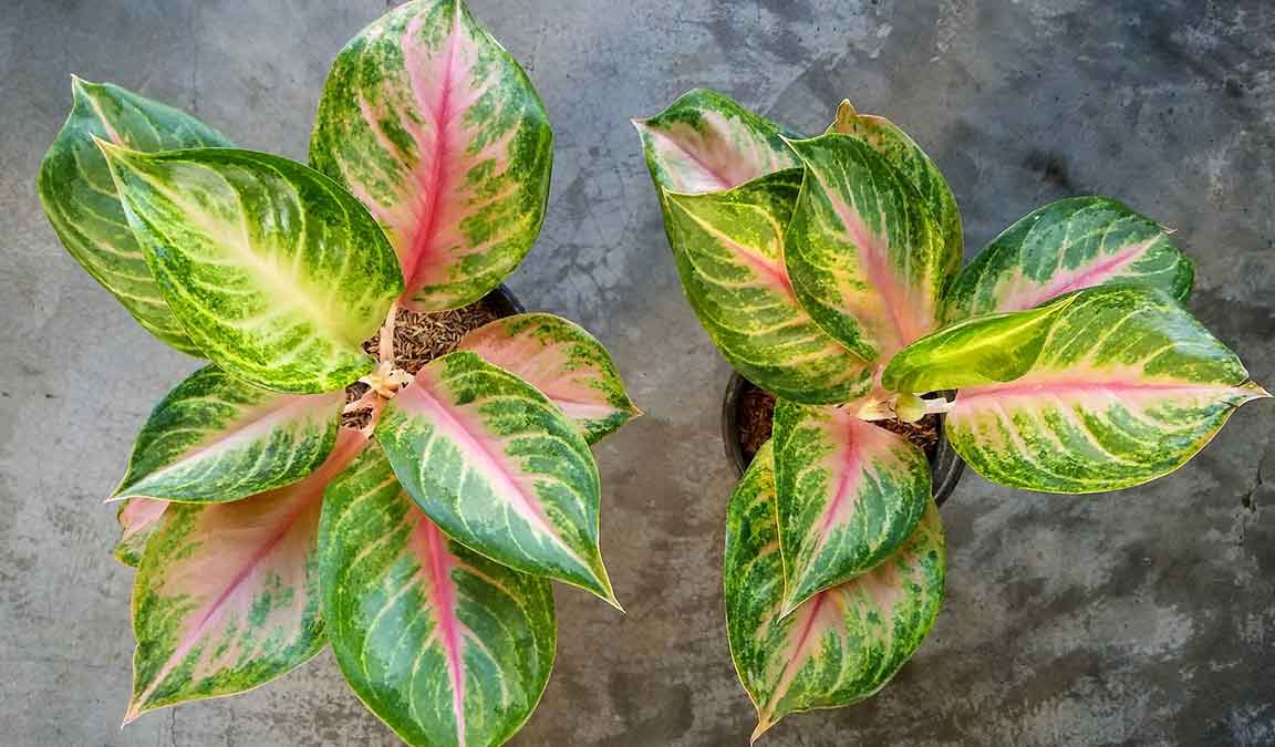 Yuk Intip Daftar Harga  Aglaonema  Hias 2022 Terupdate 