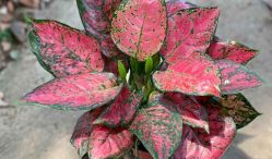 Yuk Intip Daftar Harga Aglaonema Hias 2021 Terupdate Disini