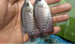 Cari Tau Tempat Jual Beli Bibit Ikan Gurame Paling Tepat