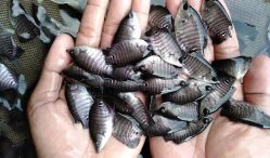 Ini Dia Tempat Jual Beli Bibit Ikan Nila Kualitas Terbaik