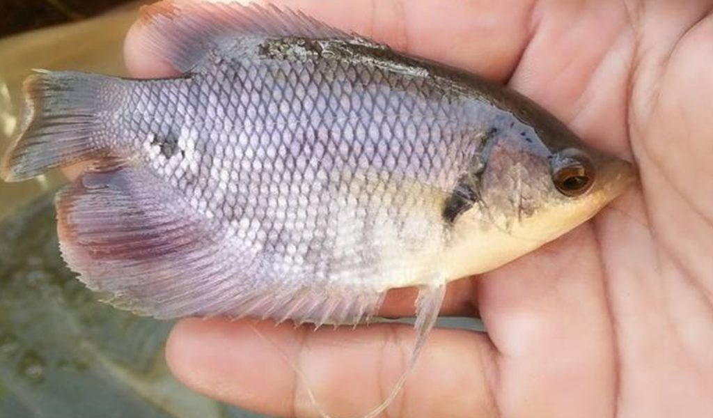 Cari Tau Tempat Jual Beli Bibit Ikan Gurame Paling Tepat Aplikasi
