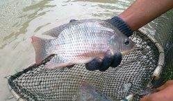 Update Harga Jual Ikan Nila Segar Termurah 2021