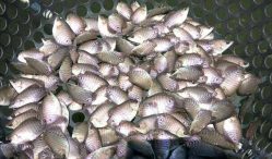 Daftar Harga Bibit Ikan Gurame Terkini dan Terlengkap 2021