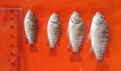 Update Terkini Daftar Harga Bibit Ikan Nila Kualitas Unggul