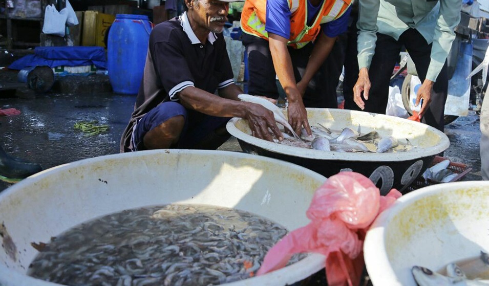 Berapa Harga Jual Ikan Gurame Murah Terbaru 2021 Aplikasi Pertanian Media Agribisnis Gdm Agri