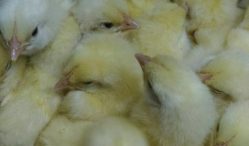 Cek Harga Jual DOC Ayam Broiler Terkini Update dari Peternak