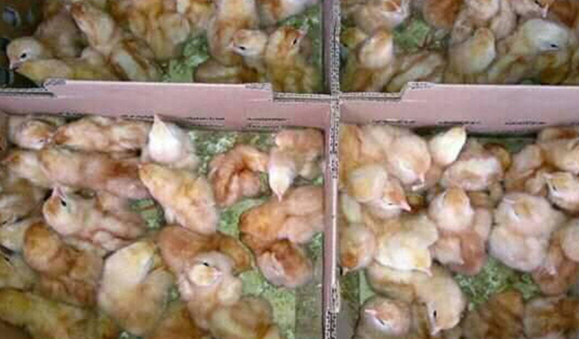 Cari Tau Tempat Jual Bibit Ayam Petelur Termurah 2021 - Aplikasi Pertanian  & Media Agribisnis | GDM Agri