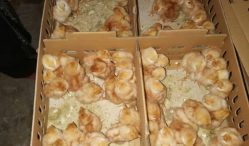 Daftar Harga Bibit Ayam Petelur Murah dan Terlengkap 2021