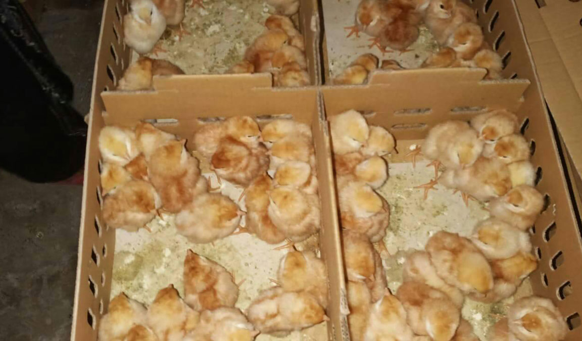 Daftar Harga Bibit Ayam Petelur Murah dan Terlengkap 2021 - Aplikasi  Pertanian & Media Agribisnis | GDM Agri