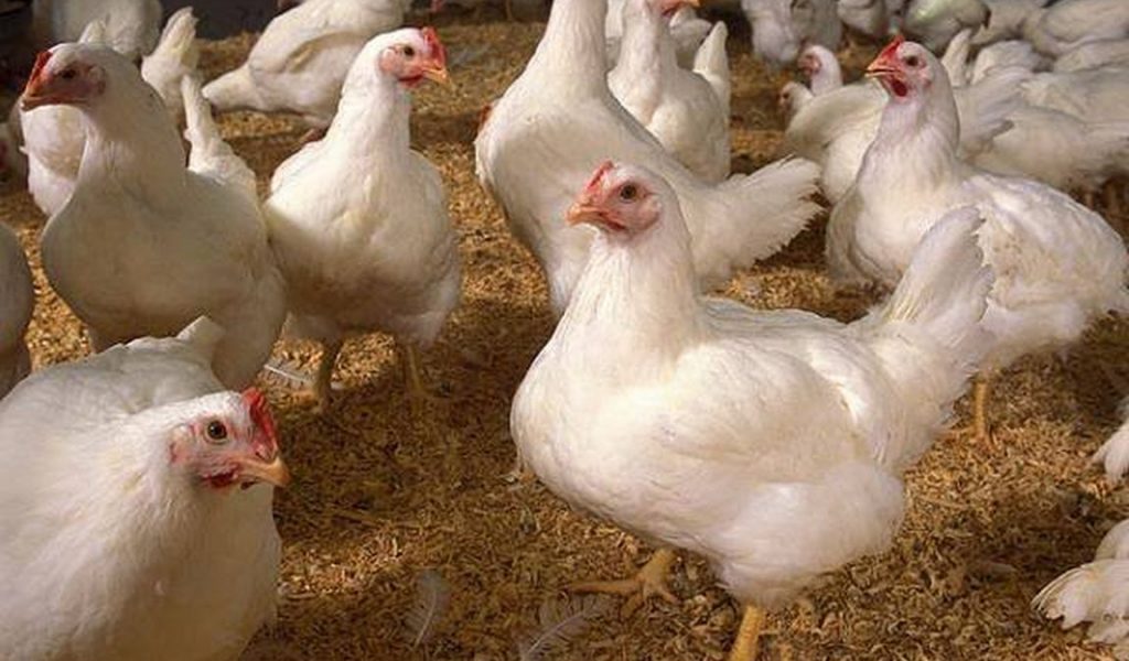 Harga ayam potong 1 kg hari ini 2021