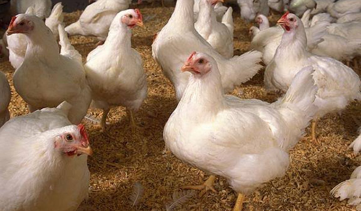 Cek Harga Ayam Broiler Hari Ini Langsung Dari Peternak