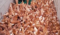 Update Harga Ayam Petelur Terkini Langsung Dari Peternak