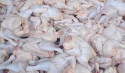 Disini Tempat Jual Ayam Potong Terdekat dan Termurah