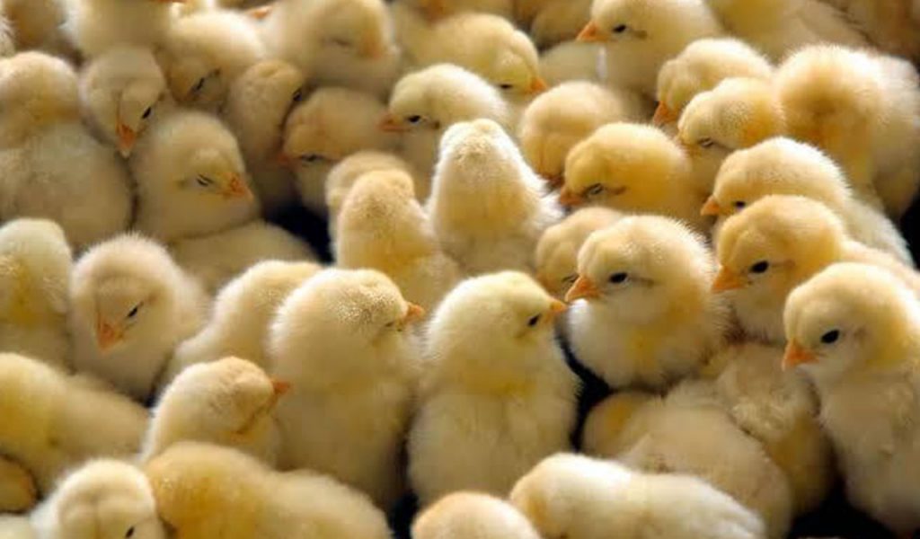 Cari Tau Tempat Jual Bibit Ayam Petelur Termurah 2021 - Aplikasi Pertanian  & Media Agribisnis | GDM Agri