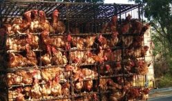 Dimana Tempat Jual Ayam Petelur Terbaik dan Terlengkap