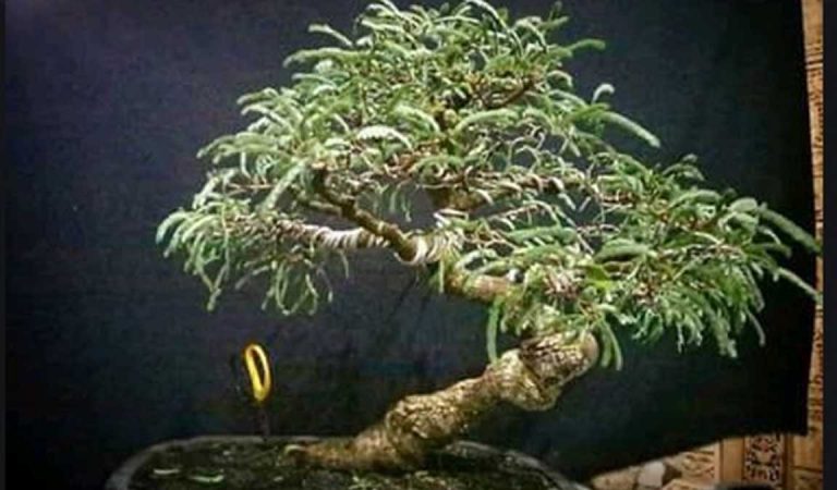 Mau Tau Harga Bonsai Terupdate ? Cek Disini Beserta Jenisnya - Aplikasi
