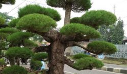 Mau Tau Harga Bonsai Terupdate ? Cek Disini Beserta Jenisnya