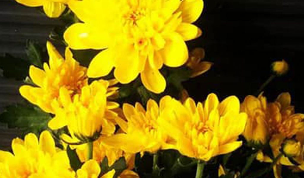 Harga Bunga Krisan Kuning