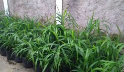 Cari Tau Harga Jual Bibit Jahe Termurah  dan Terupdate