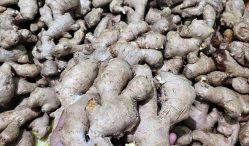 Berapa Harga Jahe Terkini dan Terlengkap Beserta Infonya