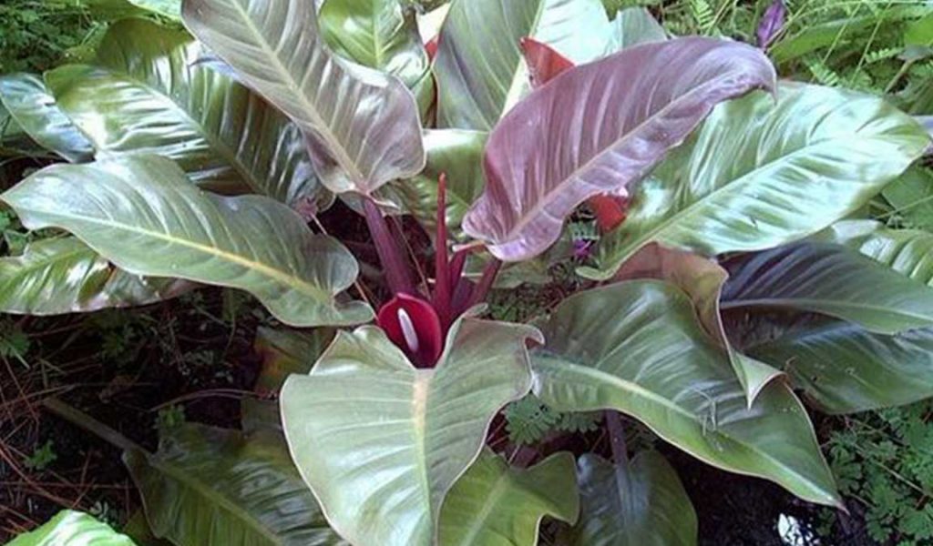 Philodendron Imperial Red Cardinal