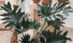 Yuk Update! Harga Tanaman Philodendron Wajib Diketahui Sesuai Jenisnya