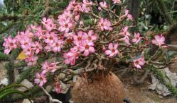 Ini Dia ! Harga Bunga Adenium Terupdate Kekinian Beserta Jenisnya