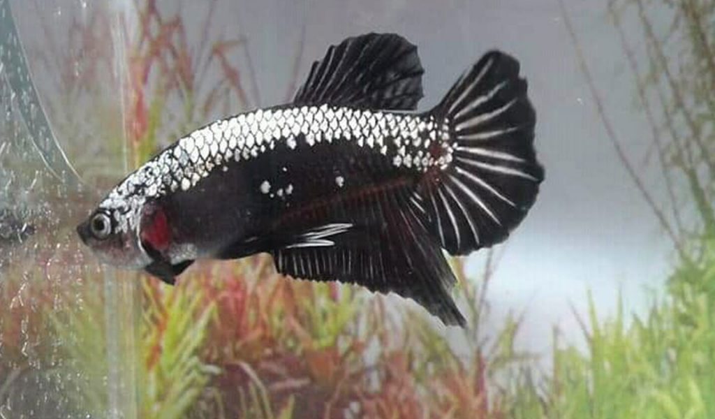 ikan cupang black samurai