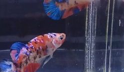 Banyak Untung! Kenali 10 Jenis dan Harga Ikan Cupang Paling Banyak Dicari