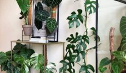 Hanya Disini ! Update Harga Bunga Monstera Langsung Dari Petani
