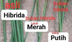 Harga Jual Bibit Kapulaga Terbaru Tahun 2021
