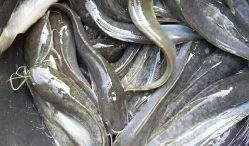 Daftar Harga Ikan Lele Per Kilo Terupdate 2021, Fresh dan Berkualitas