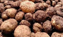 Berikut Harga Umbi Porang Terupdate 2021, Langsung Dari Petani