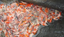 Harga Ikan Koi Berdasarkan Jenisnya 2021 Lengkap