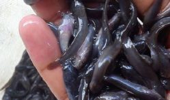 Dimana Tempat Jual Bibit Ikan Lele Termurah 2021?