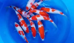 jual ikan koi
