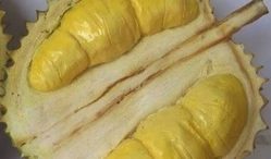 Rekomendasi Tempat Jual Durian Terbaik dan Terdekat