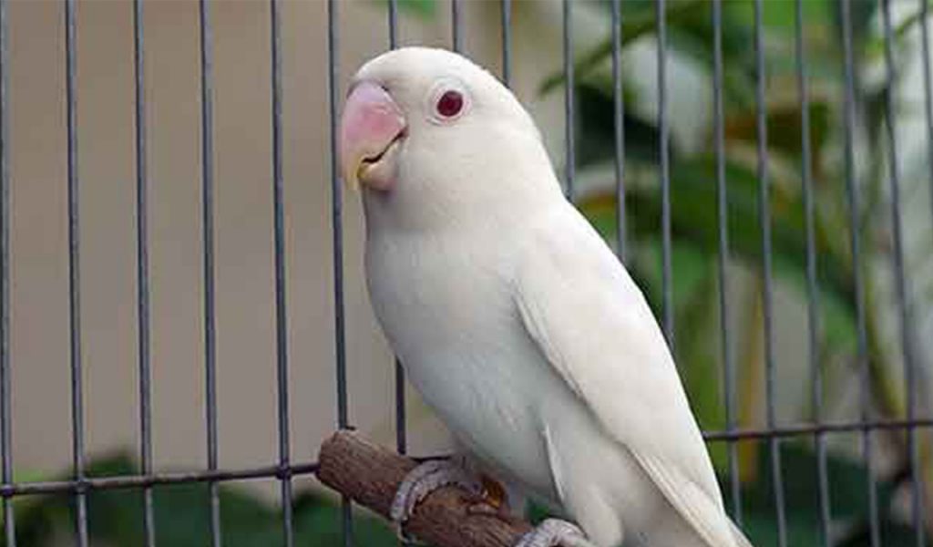 lovebird albino