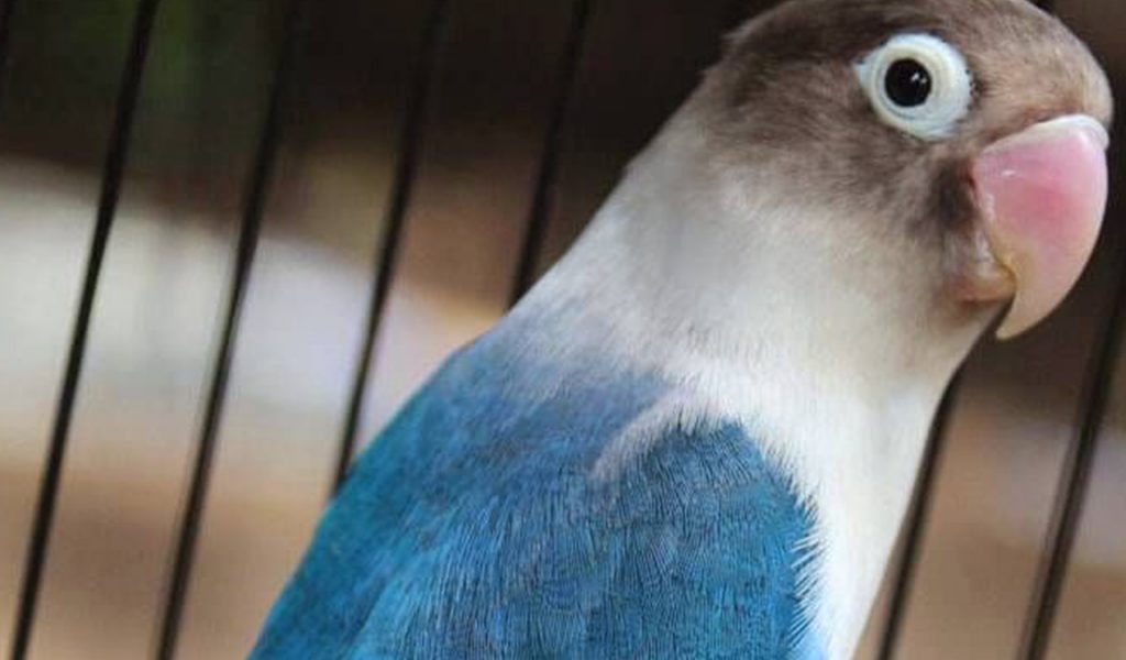 lovebird biru mangsi