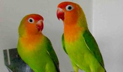 Berikut Harga Lovebird Update dan Terbaru 2021