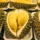 harga durian terkini